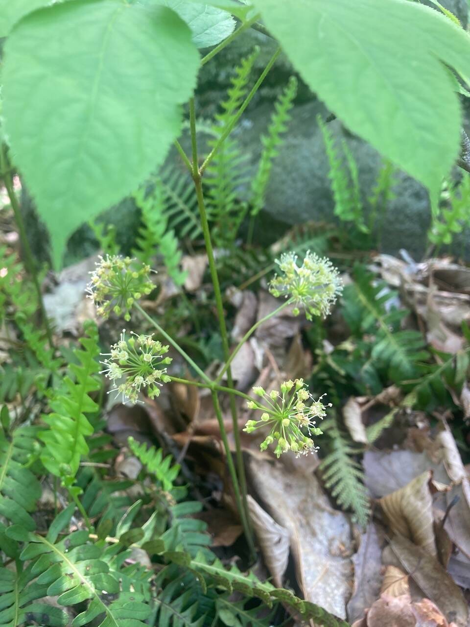 Wild Sarsaparilla, Root Beer Herb of Yore | Wild Ridge Plants, LLC