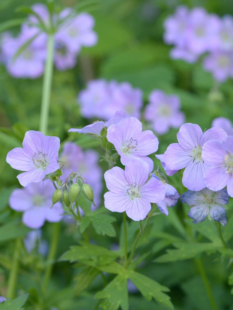 Wild Geranium ( Geranium maculatum )