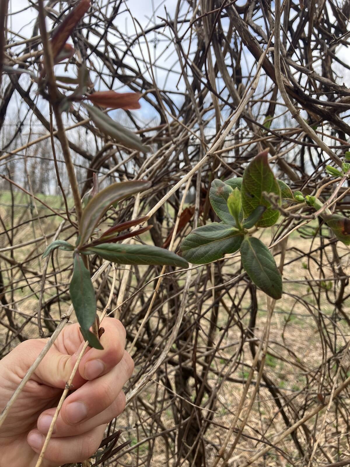 BOTANY IS COOL: This Plant, That Plant ID | Wild Ridge Plants, LLC