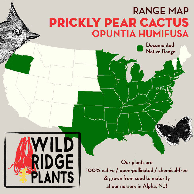 Opuntia humifusa / Prickly Pear Cactus | Wild Ridge Plants, LLC