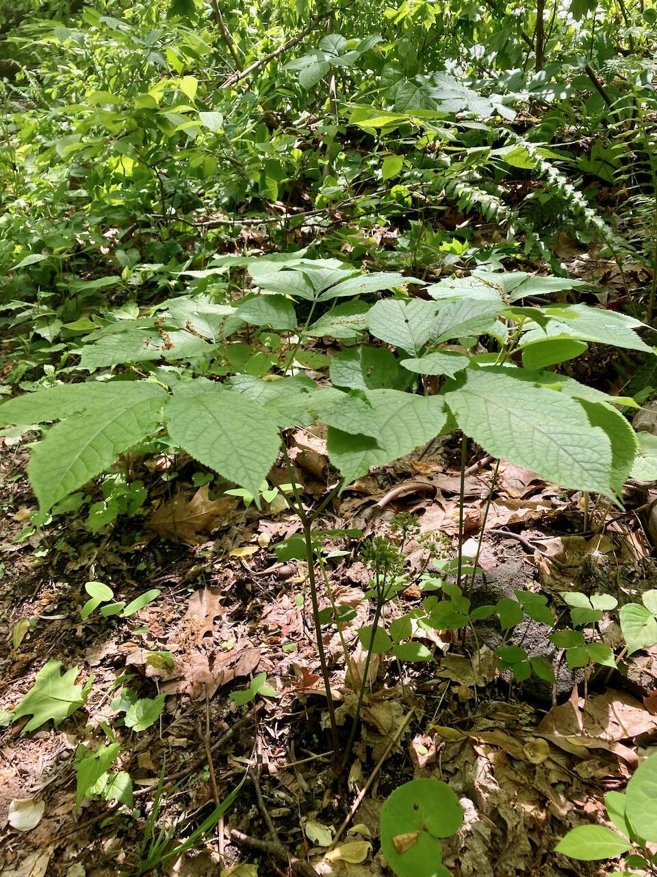 Wild Sarsaparilla, Root Beer Herb of Yore | Wild Ridge Plants, LLC